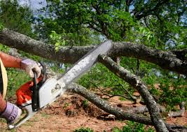 Best Fruit Tree Pruning  in Corning, CA